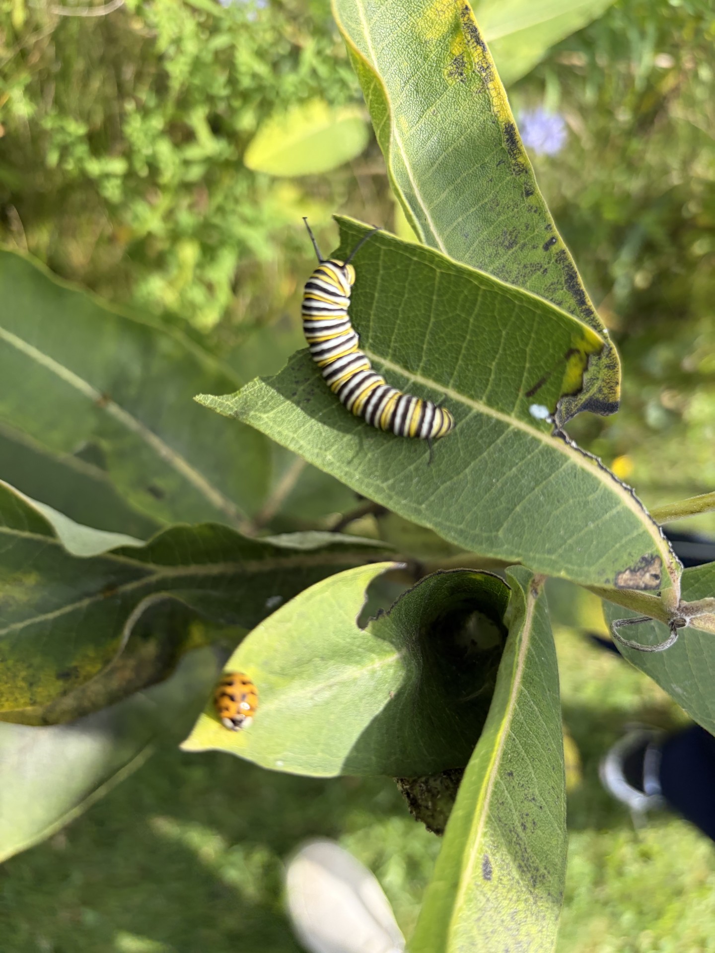 caterpillar