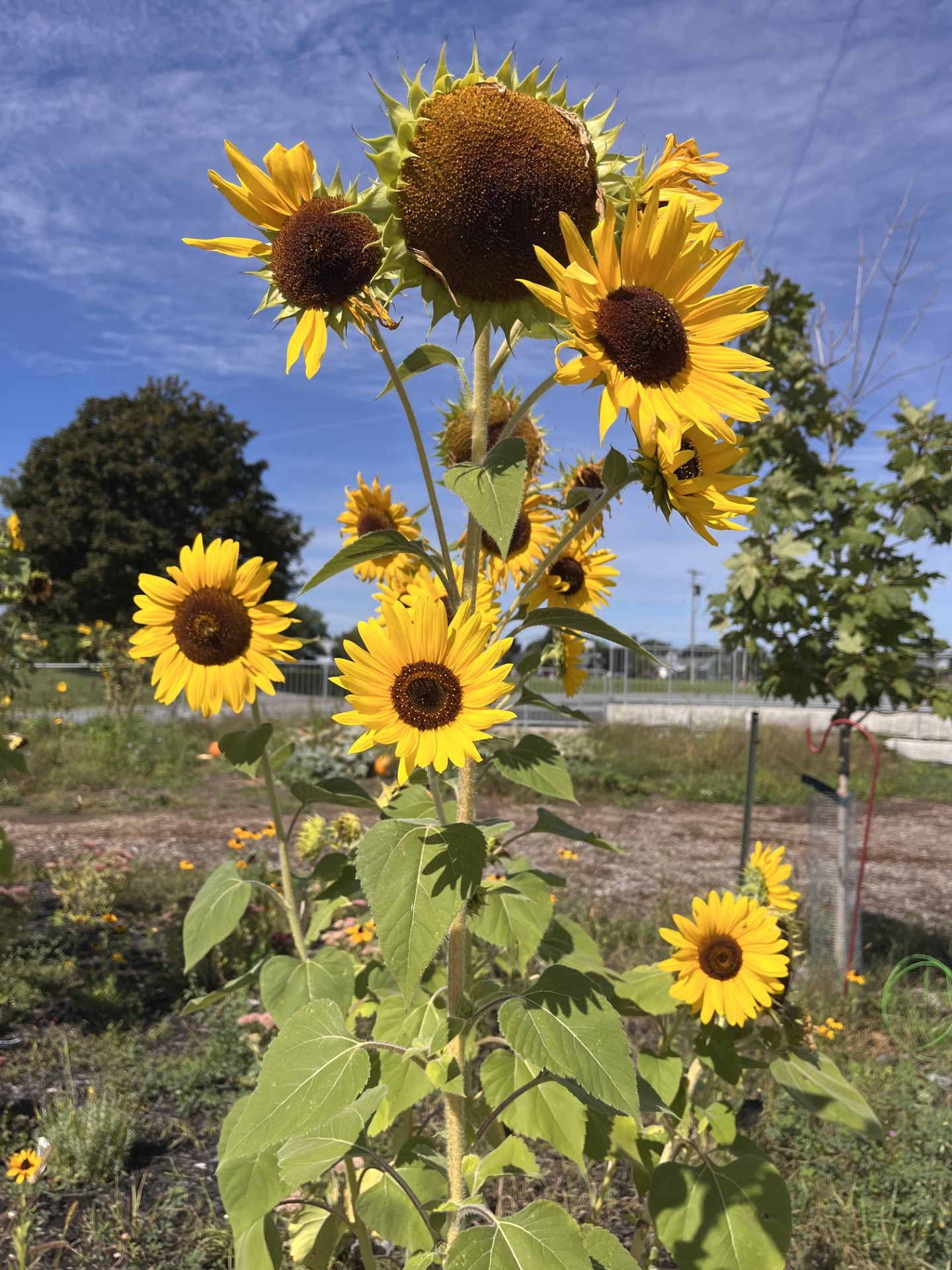sunflowers