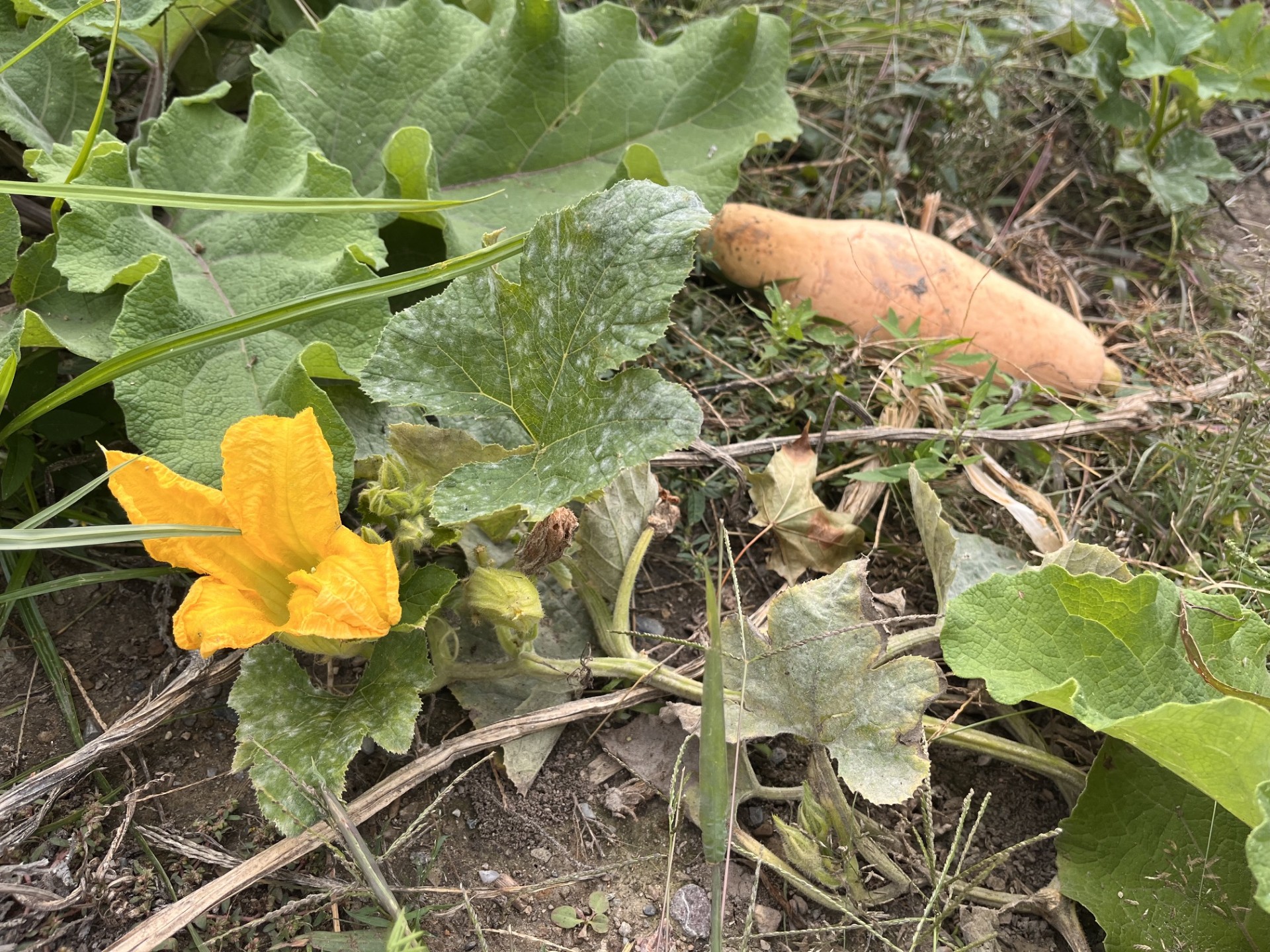 squash